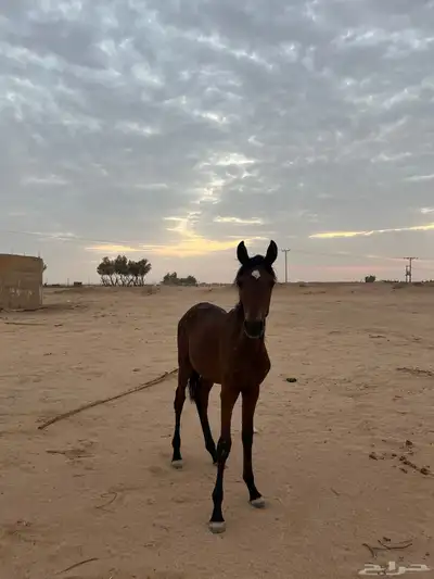 مهر شعبي 0