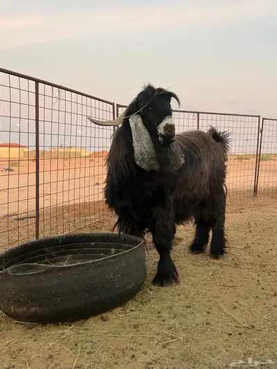 تيس فحل عارضي 3