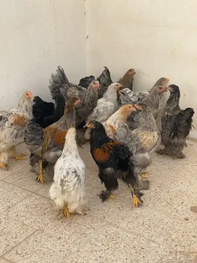 دجاج برهما شرورة 4
