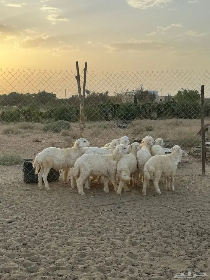 بهم 24