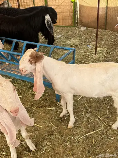 تيس مشروك مشروع فحل 0