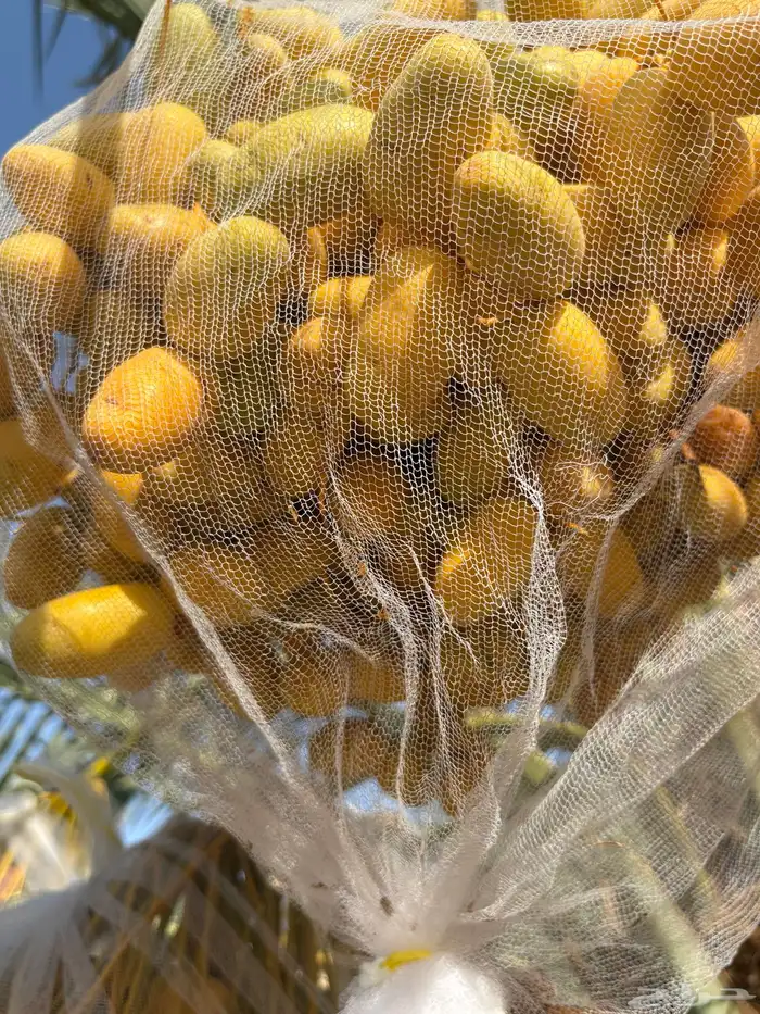 محصول خلاص مفرط للبيع 2