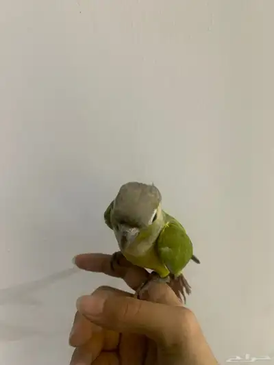ببغاء كنيور هدد نشبه 2