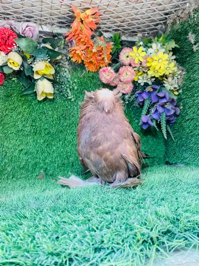 للبيع طبه بخاره 9