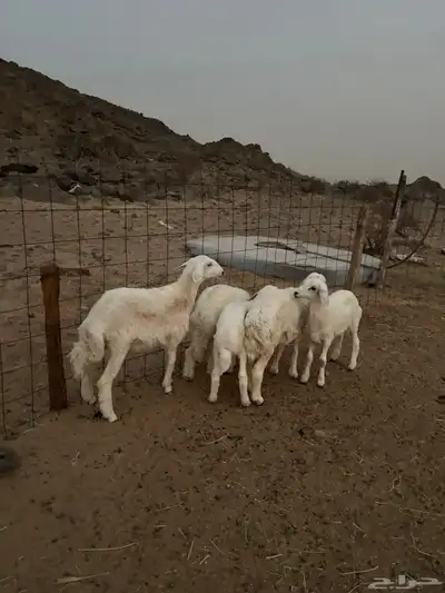 رخال للبيع 2