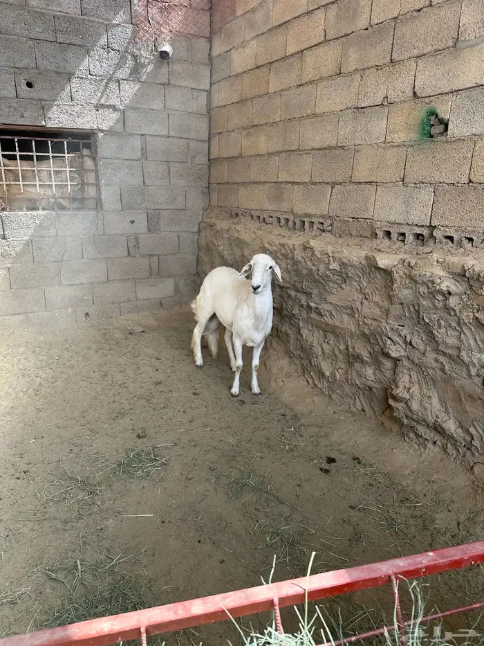 خروف كفو للبيع 7