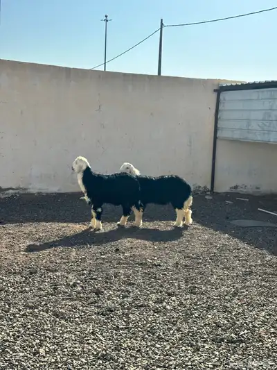 طليان نجد فاخره ومقفلة شرط 2