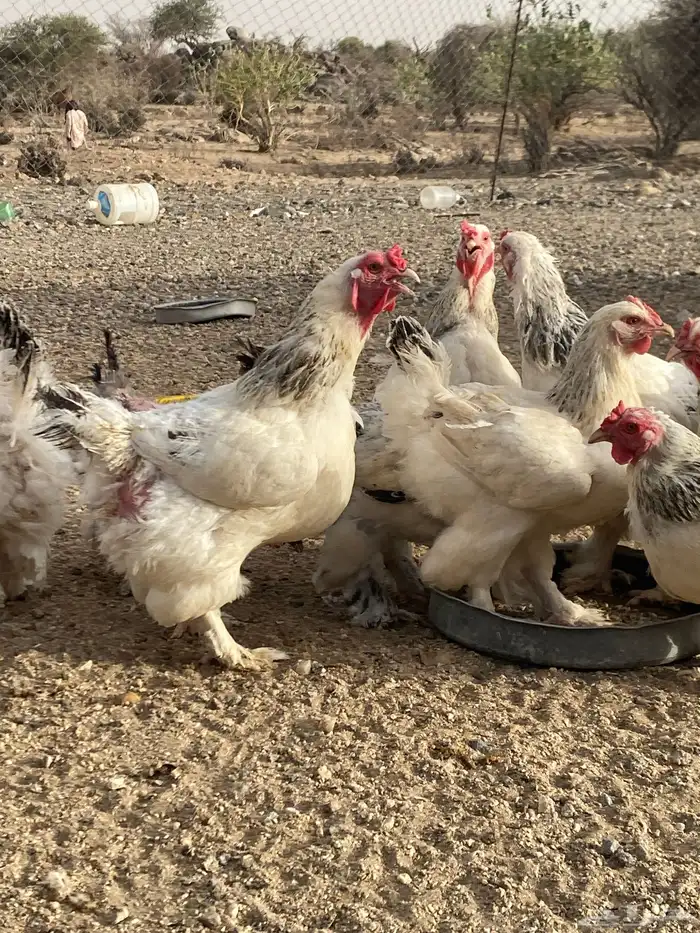 دجاج براهما 0