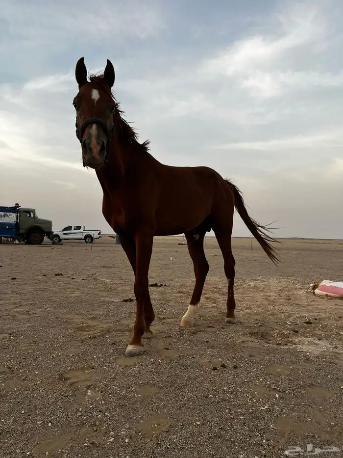 حصان 0