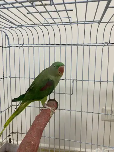 انثى دره نيبالي للبيع 1