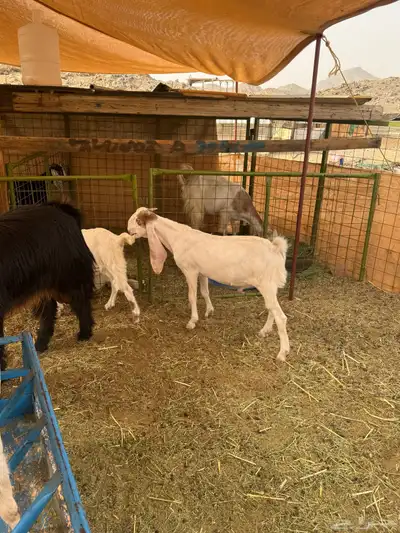 تيس مشروك مشروع فحل 6