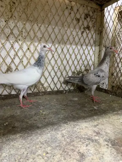 دنش بودره وبرلين سمبوسه 0