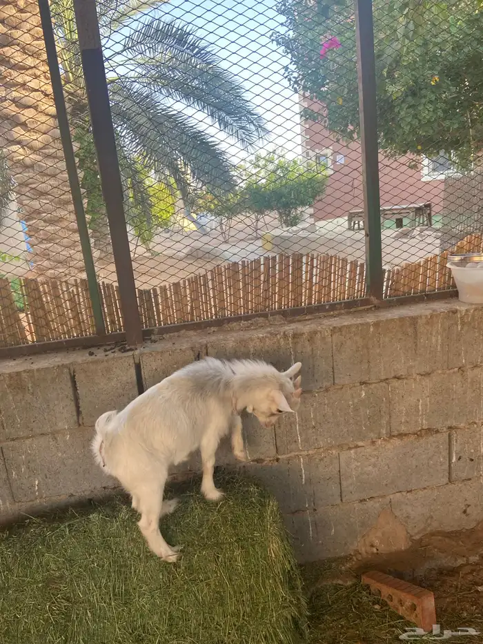 ماعز قزمي 4