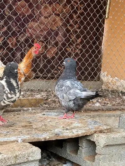 حمام كنق 5