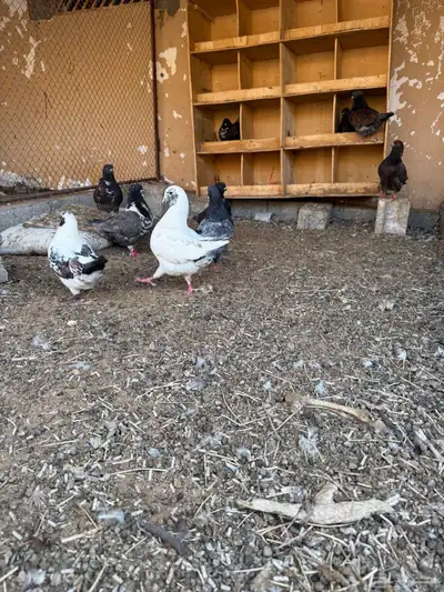 حمام كنق 9