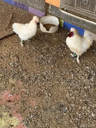 زوج قطني سلكي 0