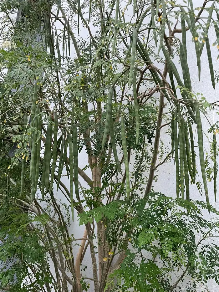 اوراق مورينقا   بذور مورينقا 2