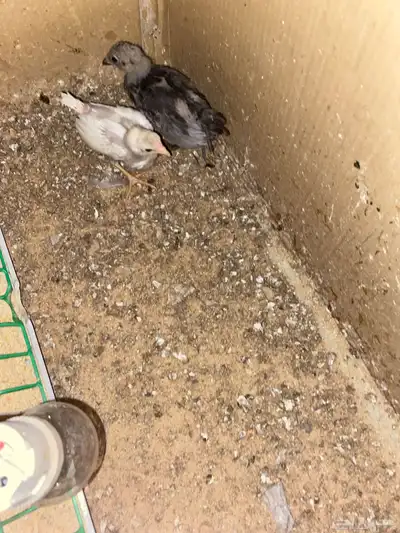 صوص دجاج 1