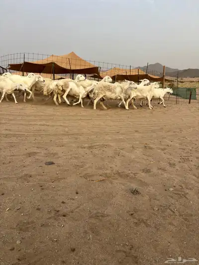 غنم حريه دفيع 25 15