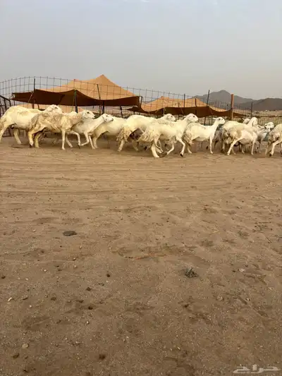 غنم حريه دفيع 25 16