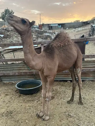 قعود للبيع 2