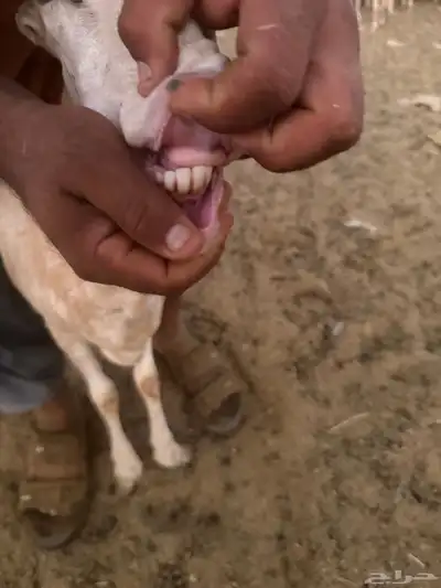 حيل الحيل رفيديه 2