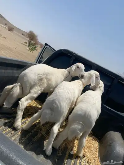 خرفان فاخره 0
