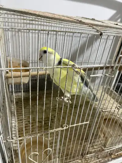جوز روز للبيع ب 180 0