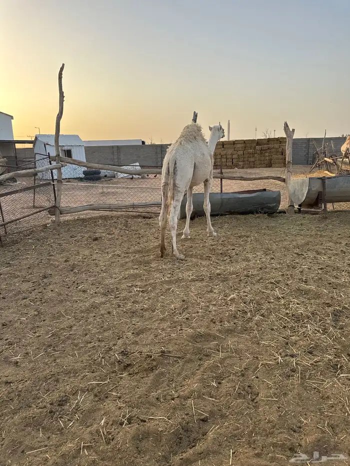 حاشي عمره فوق سنه لباني 2