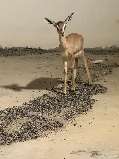 تيس للبيع العمر شهر ونص تقريبا 5