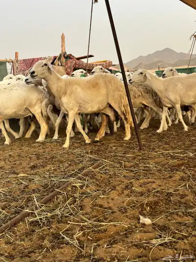 غنم حريه دفيع 25 10