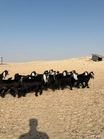 جفار عوارض خصم 3