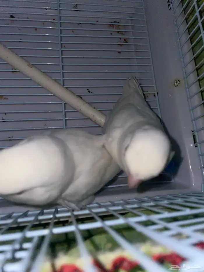 روز البينو اثنتين انثى 1