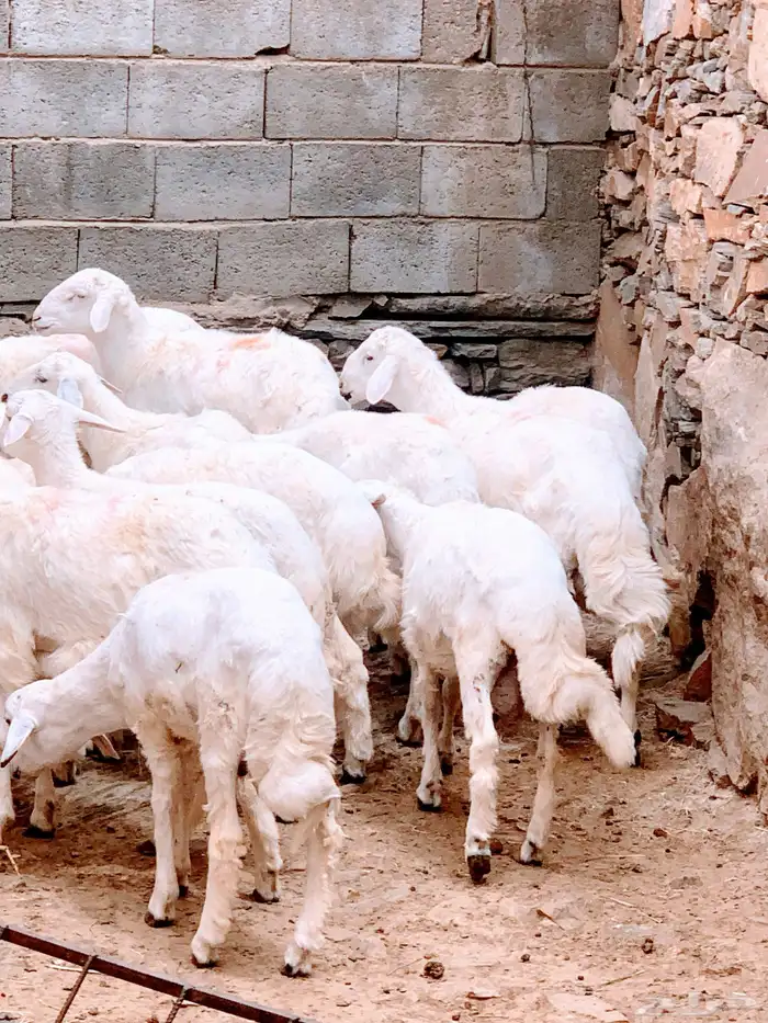 خرفان ذبايح ثلاجه ومناسبات 0