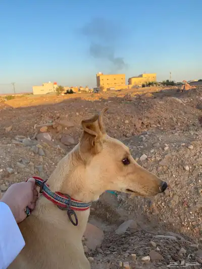 سلوقي للبدل ب اي شي 6