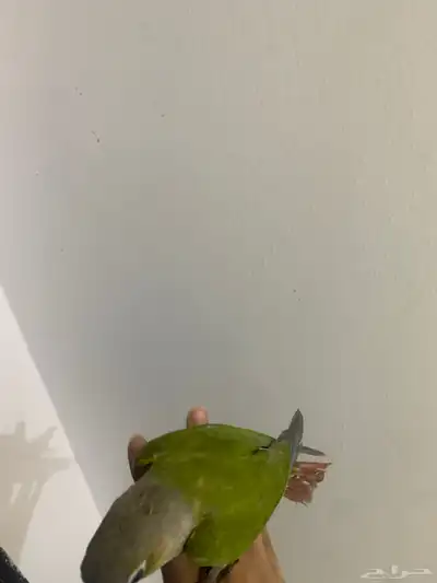 ببغاء كنيور هدد نشبه 6