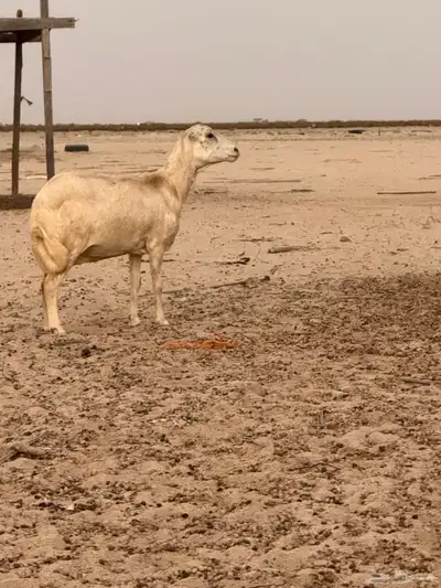 حيل الحيل رفيديه 1