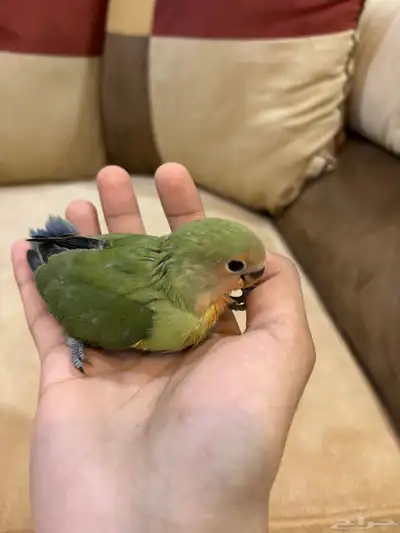 للبيع فرخ روز 1
