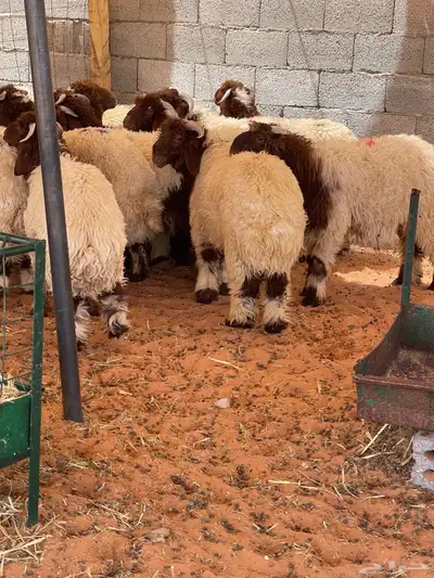 ذبايح حري ونعيمي وتيوس مخرج 36 الرياض ( متوفر تمارا ) 3