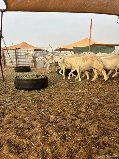 غنم حريه دفيع 25 1