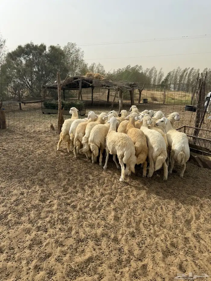 طليان حرية مناسبات 4