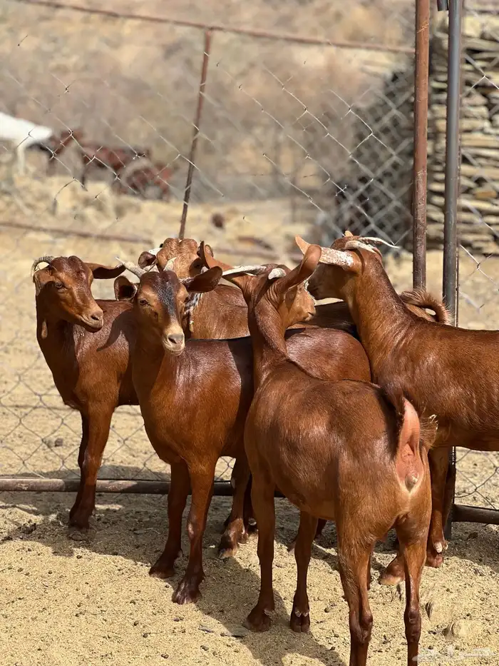 جفار دهم لون فاخر 0