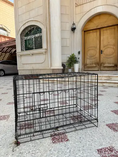 للبيع ماعز قزم 8