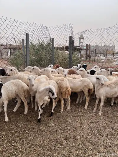 رخال رفيدي من 750 4
