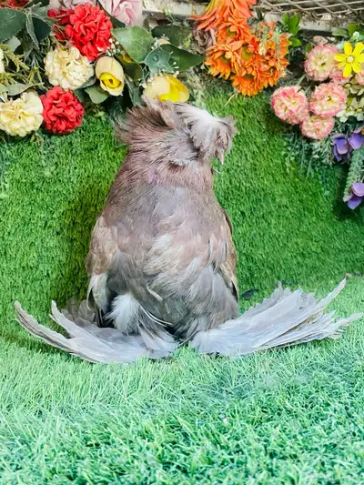 للبيع طبه بخاره 10