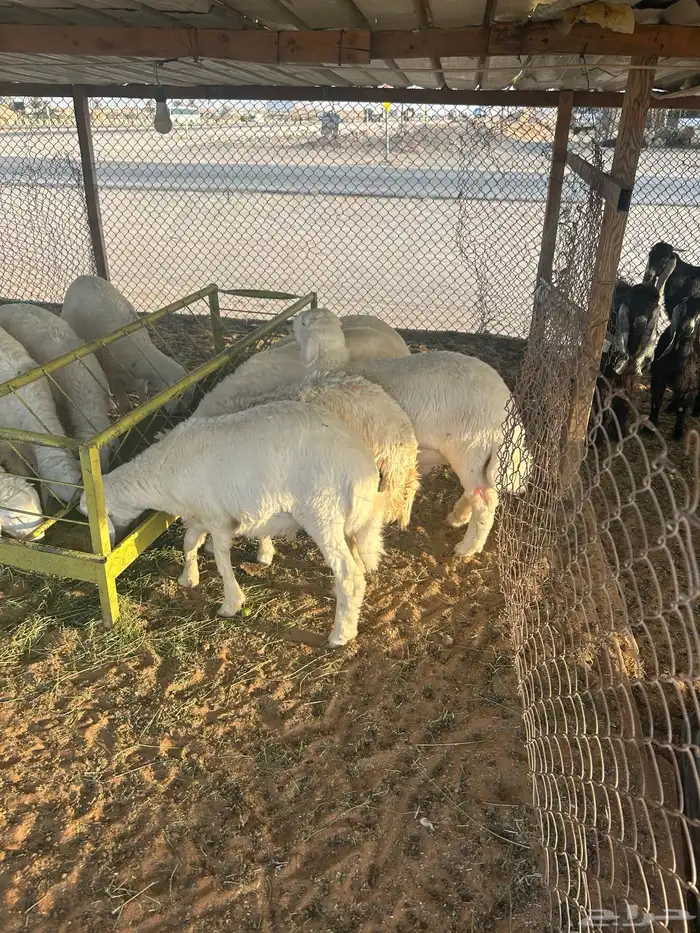 ذبايح حريات 1