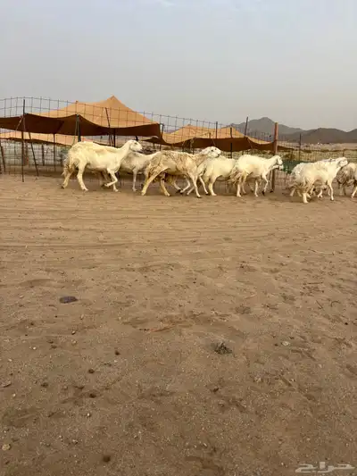 غنم حريه دفيع 25 14