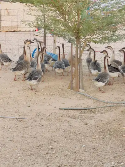 وز عراقي بيور 1