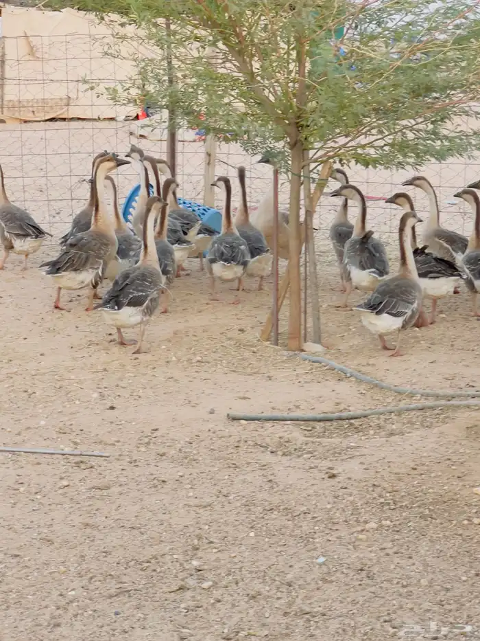 وز عراقي بيور 1