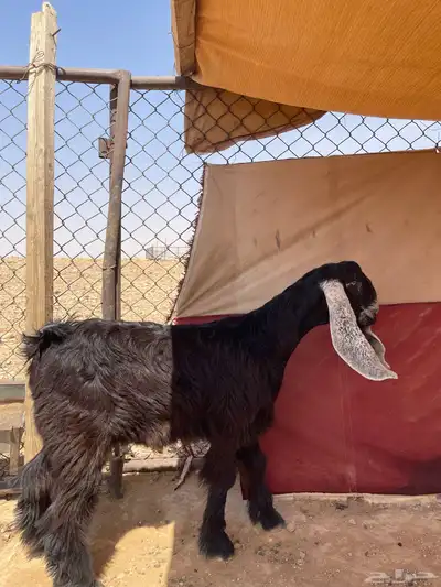 جفره عارضيه صنف 2